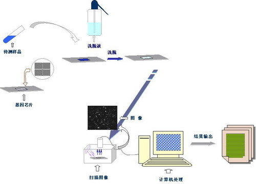 基因芯片的基因芯片的應用